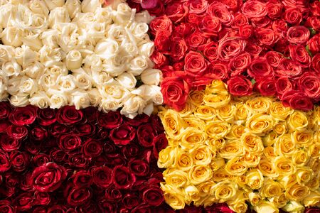 bunch of vibrant beautiful colorful roses White red salmon yellow carpet wallpaper many no people
