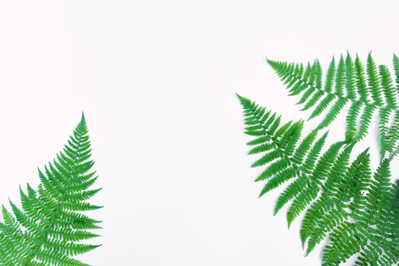 Fern leaves frame, isolated on white background. Bright floral border with space for text. Natural botanical summer background. Flat lay, top viewの写真素材