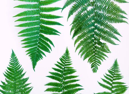 Fern leaves pattern, isolated on white background. Bright floral composition. Natural botanical summer background. Flat lay, top viewの写真素材