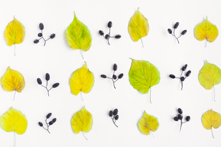 Bright pattern of autumn yellow leaves and alder nuts on white background. Top view, flat lay, view from aboveの写真素材