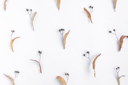 Bright autumn pattern of linden tree seeds on white background. Minimal top view, flat lay, view from aboveの写真素材