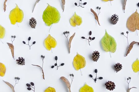 Bright pattern of autumn yellow leaves, cones and alder nuts on white backgroundの写真素材