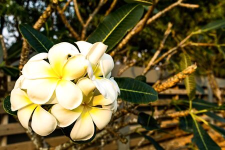 Plumeria flowers bloom on a tree in sunrise time. Bright natural wallpaper of beautiful blooming plumeria, blurred backgroundの写真素材
