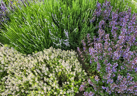 Blooming meadow flowers: salvia and lavender (lavandula) in the green summer meadow.の写真素材