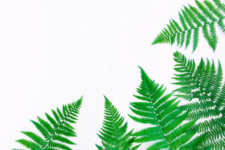 Fern leaves frame, isolated on white background. Bright floral border with space for text. Natural botanical summer background. Flat lay, top viewの写真素材