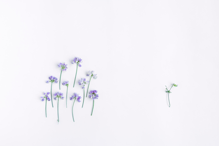 Conceptual composition of violet sweet pea flowers isolated on white background. 'One person against society' concept. Flat lay, top viewの写真素材