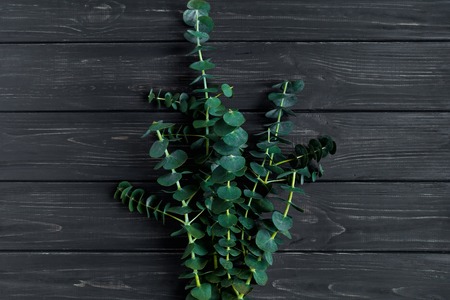Simple bunch of green eucalyptus branches on black vintage wooden background. Flowers as a gift, romantic spring concept, natural decor. Top view, flat lay, space for textの写真素材