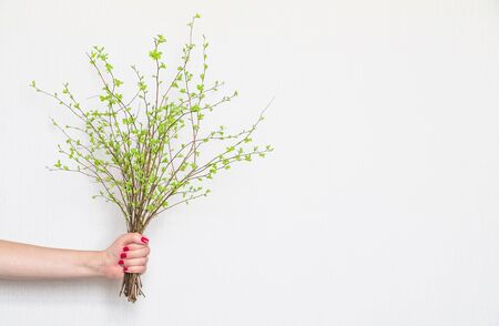 Female hand holding a bunch of green spring branches on white background. Bright photo, ecology, environmental care and nature beauty concept. Holiday concept, beautiful giftの写真素材