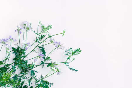Bouquet of violet wild sweet pea flowers isolated on white background. Flat lay, top view with space for your textの写真素材