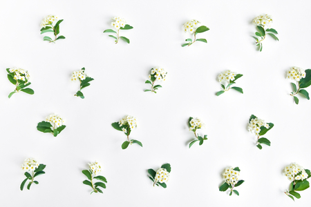 Pattern of beautiful white flowering Spirea arguta (brides plant) on white table. Flat lay, top view. Vertical lines, natural wallpaperの写真素材