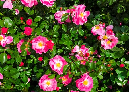 Background of a flowering bush of the dog-rose with bright pink flowers closeup. Summer fresh backgroundの写真素材
