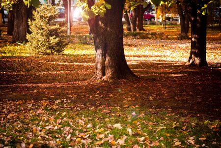 Autumn landscape in a golden color.の写真素材
