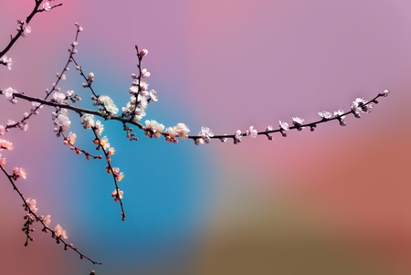 Cherry tree blossom flowers at spring over colored sky background の写真素材