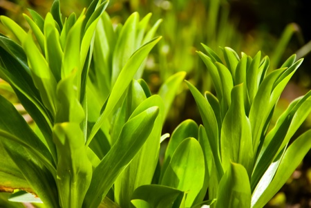 Background of the green young grass.の写真素材