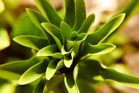 Gardens grass with the lilies of the valley, sunny morning.の写真素材