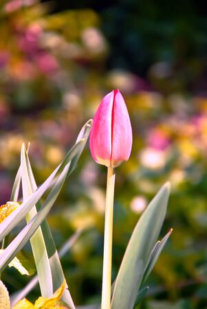 Unblown tulip buds in the spring garden.の写真素材