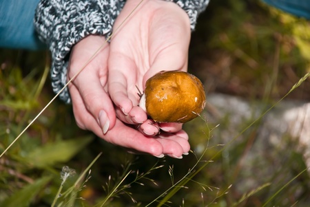 Beautiful brown mushroom in his hand against the background of natureの写真素材