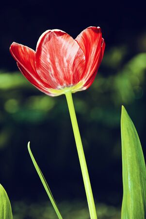 Vintage one tulip in spring garden  Soft focusの写真素材