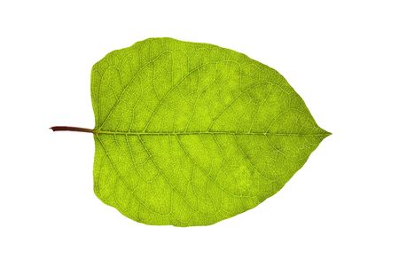 Big green leaf isolated on the white background.の写真素材