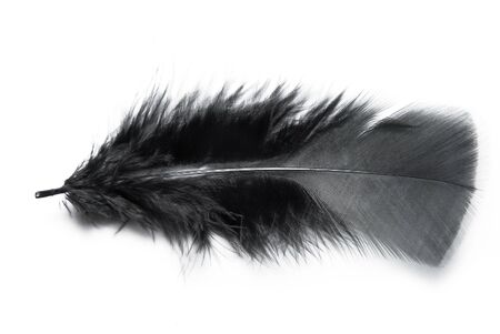 Black fluffy feather on the white background の写真素材
