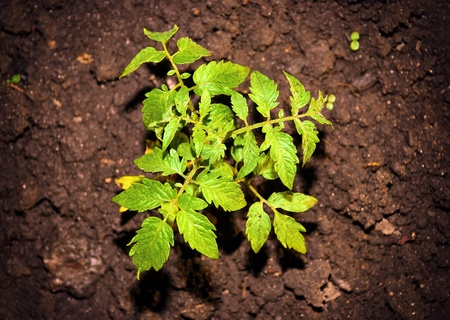 Ecological green plant growing in the ground in the garden の写真素材