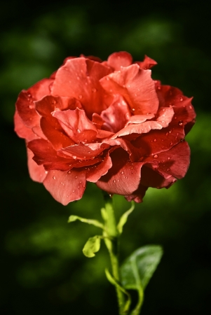 Bud of a red rose with drops of dew on petals  Soft focusの写真素材