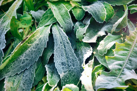 Green autumn foliage covered with frost in the morning day の写真素材