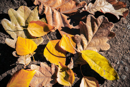 Yellow autumn leaves on the ground closeup の写真素材