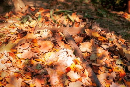 Heap fallen leaves from the trees and rake in the land の写真素材