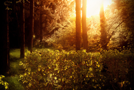 Enigmatic beautiful iridescent dense forest at sunset.の写真素材