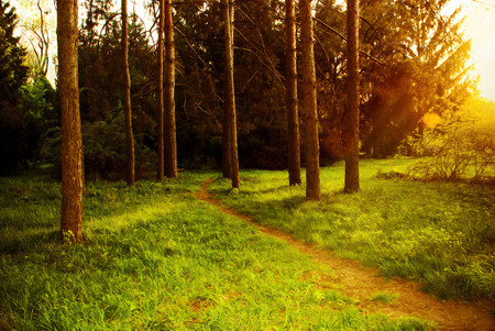 Mystical dense forest with a footpath shimmering sunlight.の写真素材