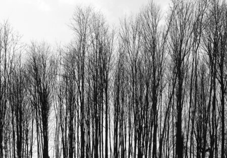 abstract background with leafless trees in a row in front of cloudy sky at winter timeの写真素材