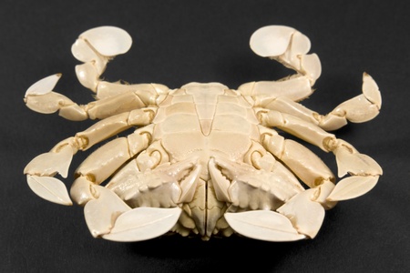 reverse side of a moon crab in dark backgroundの写真素材