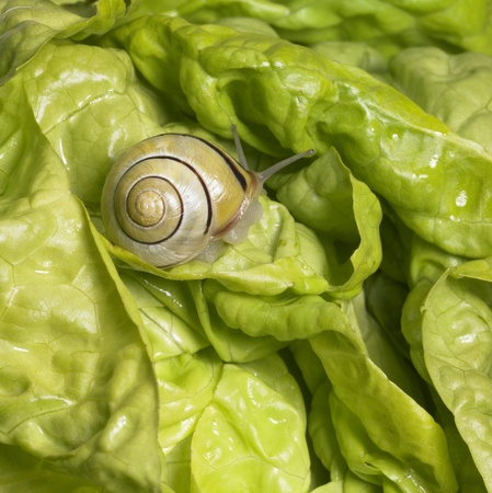 studio photography of a Grove snail in fresh green lettuceの写真素材