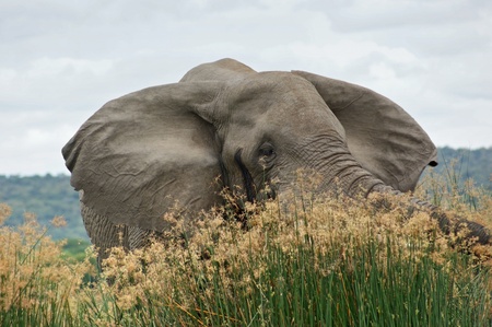 a elephant in Uganda (Africa)の写真素材