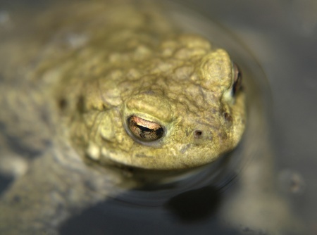 closeup shot of a common toad while looking above water surfaceの写真素材