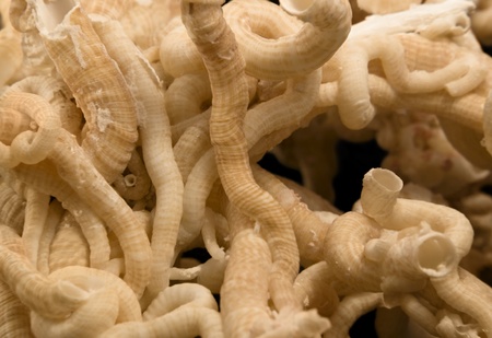 detail of some light brown serpulid worm tubes in black back