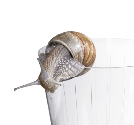 studio photography of a grapevine snail while creeping over the edge of a drinking glass in white backの写真素材