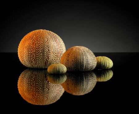 studio photography with some sea urchin shells of various sizes in dark reflective backの写真素材