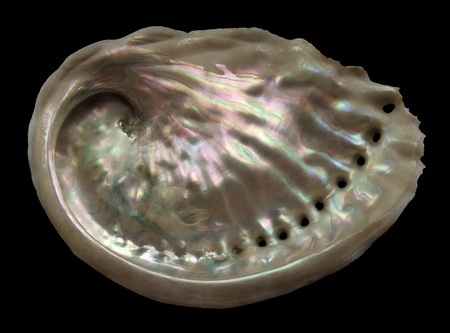 nacre side of a Abalone seashell in black backの写真素材