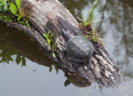 European pond terrapin sitting on a bough at a pondの写真素材