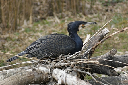 sideways shot of a Great Cormorant nesting on some boughs in natural ambiance