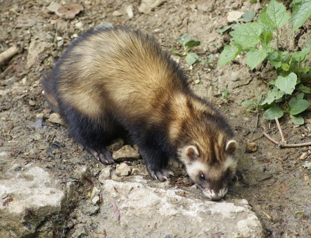 high angle shot showing a ferret on stony groundの写真素材