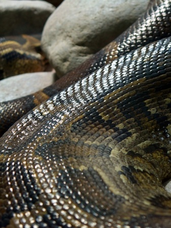 natural abstract detail of a scaled Python skin in stony back