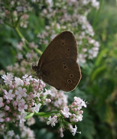 sideways shot of a "Satyrini" butterfly sitting on some flowers in blurry backの写真素材