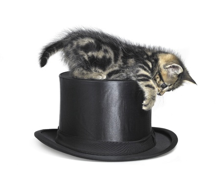 Studio photography of a kitten playing with a black top hat, isolated on whiteの写真素材