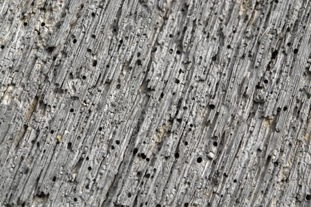 abstract weathered wood detail with lots of small holesの写真素材