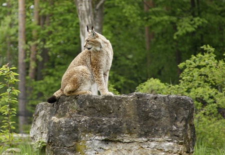 sideways shot of a Eurasian Lynx sitting on rock formation in front of forest backの写真素材