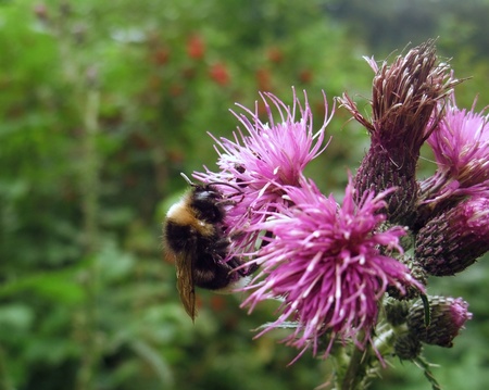 a bumblebee on violet thistle flower in green blurry back