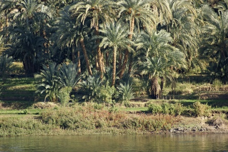 sunny waterside scenery at River Nile in Egypt (Africa) with lots of palm trees at evening timeの写真素材